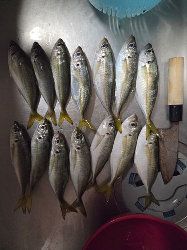 マアジの釣果