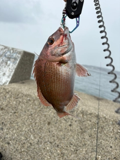 マダイの釣果