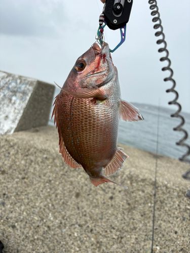 マダイの釣果