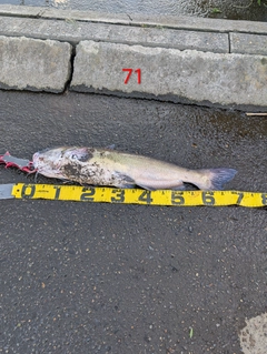 アメリカナマズの釣果