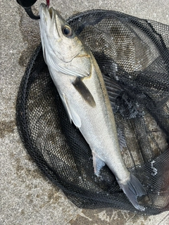 スズキの釣果