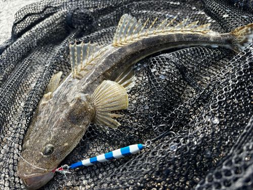 マゴチの釣果