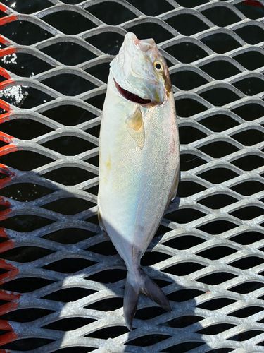シオの釣果
