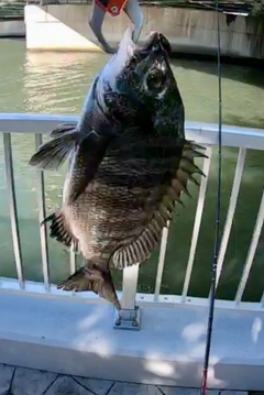 チヌの釣果