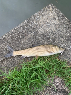 ニゴイの釣果