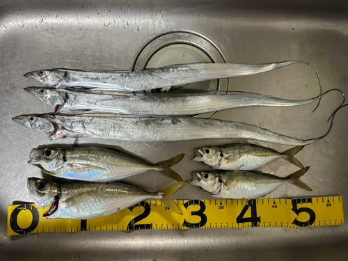 タチウオの釣果