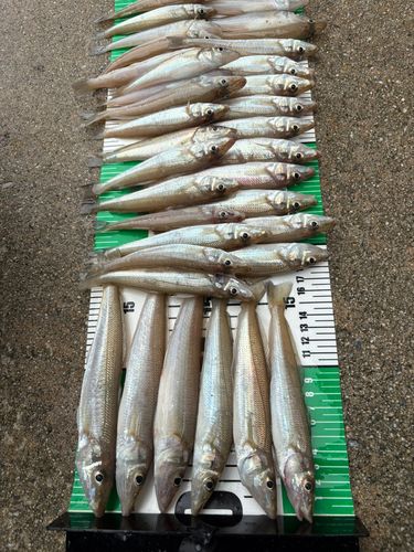 キスの釣果