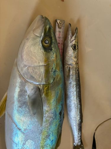 イナダの釣果