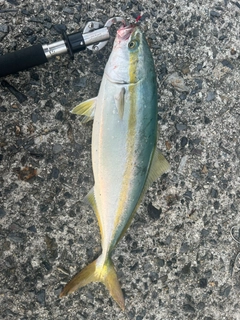 ヤズの釣果