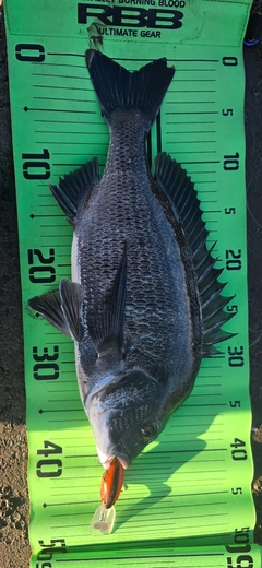 チヌの釣果