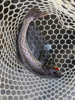 アメマスの釣果