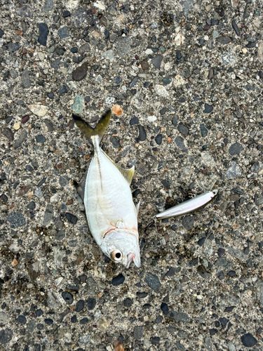 メッキの釣果
