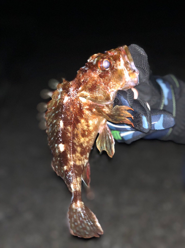 カサゴの釣果