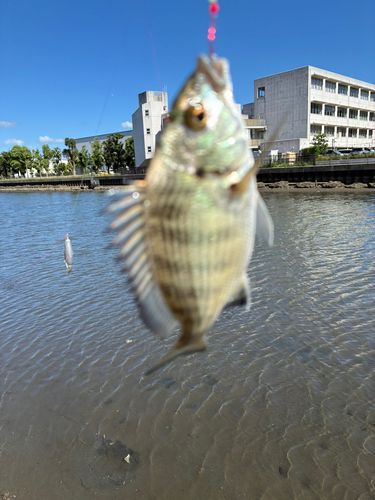 キビレの釣果