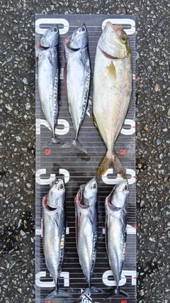 シオの釣果