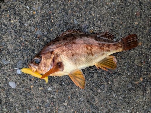 メバルの釣果