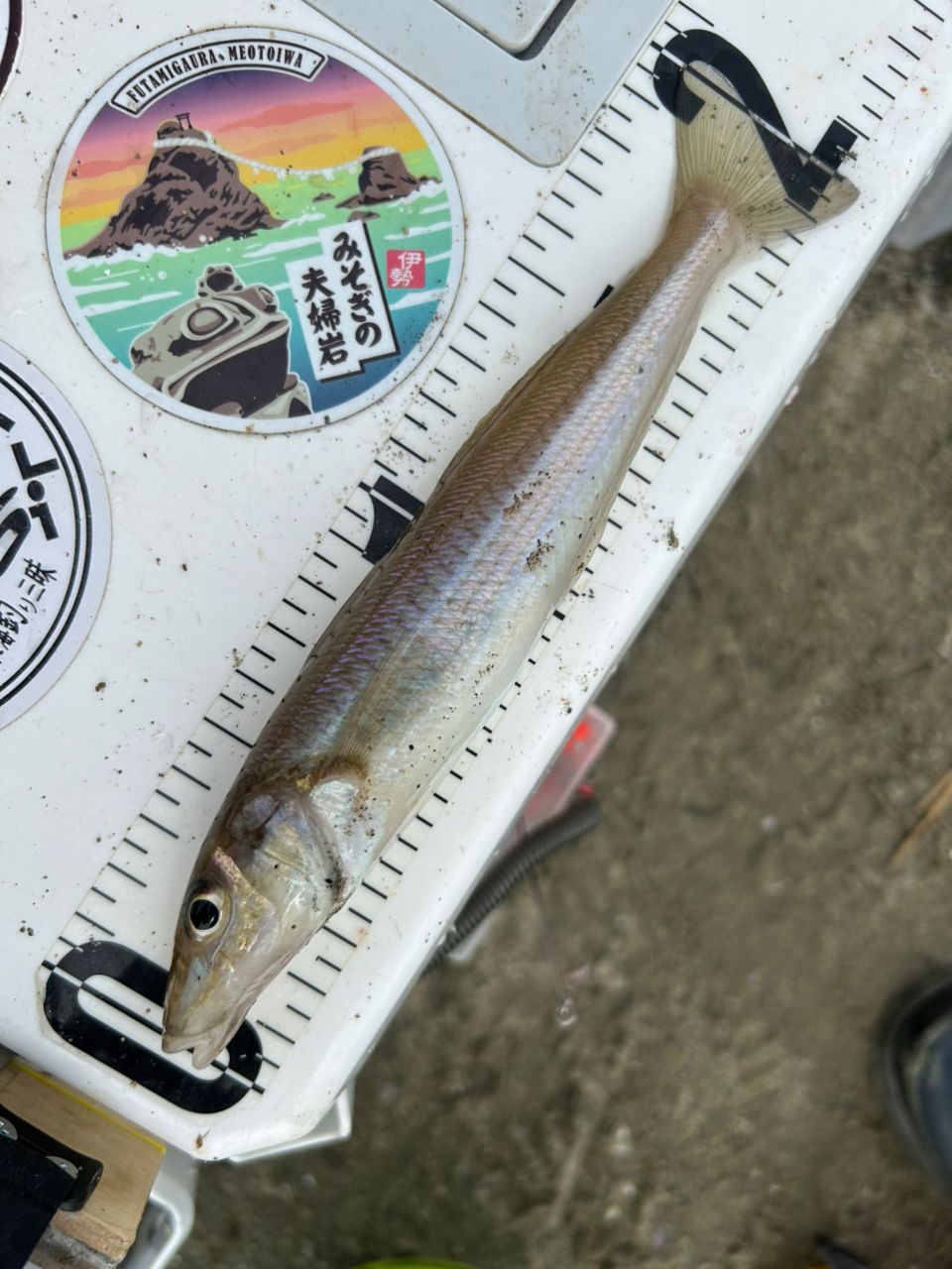 SHIMANO 18サーフリーダー CI4+ 35極細仕様の最安値・インプレ・釣果