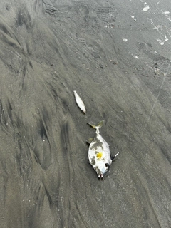 ギマの釣果