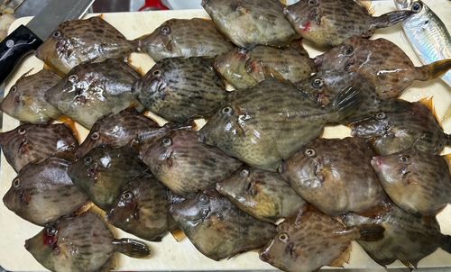 カワハギの釣果