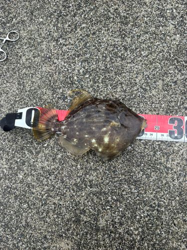 カワハギの釣果
