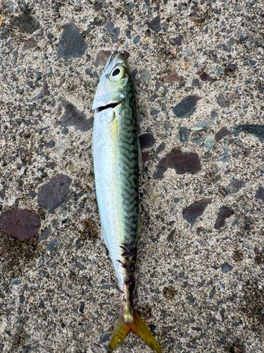 サバの釣果