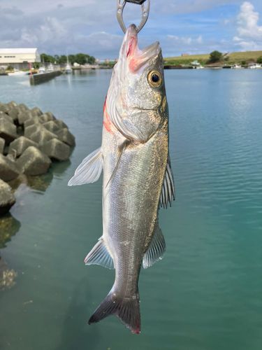 セイゴ（マルスズキ）の釣果