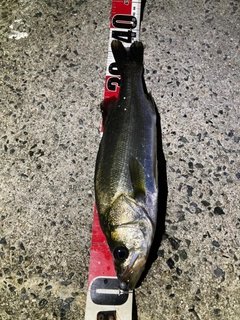 セイゴ（マルスズキ）の釣果