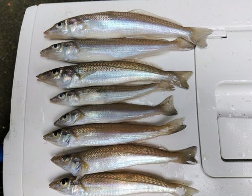 シロギスの釣果