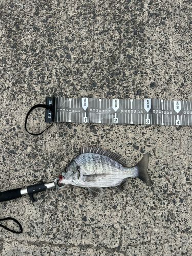チヌの釣果
