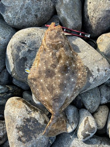 ソゲの釣果