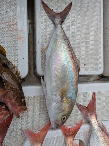 ネリゴの釣果