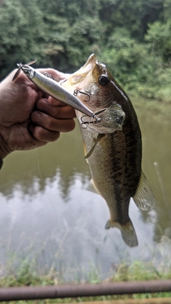 ラージマウスバスの釣果
