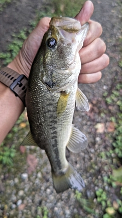 ラージマウスバスの釣果