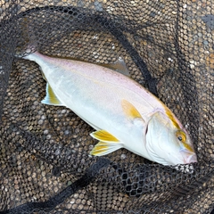 ショゴの釣果