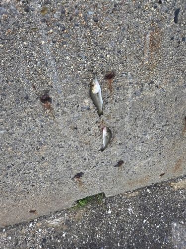 セイゴ（マルスズキ）の釣果