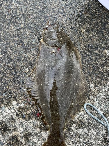 ヒラメの釣果