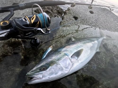 ワラサの釣果