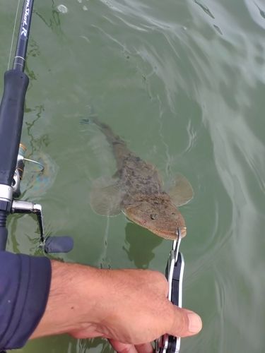 マゴチの釣果