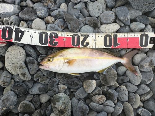 ショゴの釣果