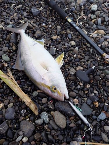 ショゴの釣果