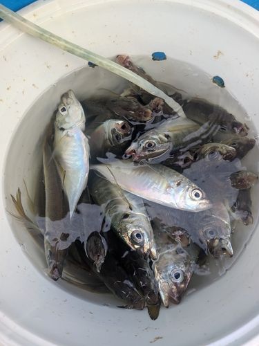 マアジの釣果