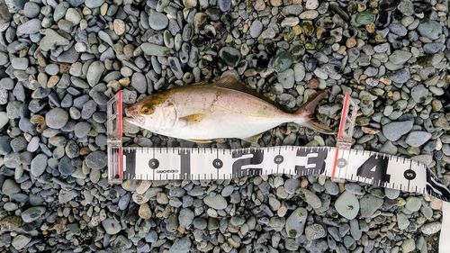 ショゴの釣果