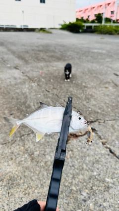 メッキの釣果