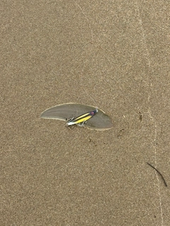 シタビラメの釣果
