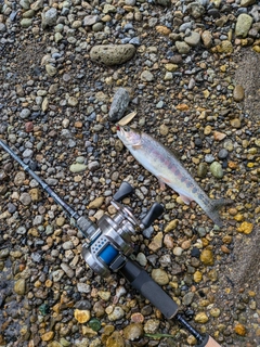 ニジマスの釣果
