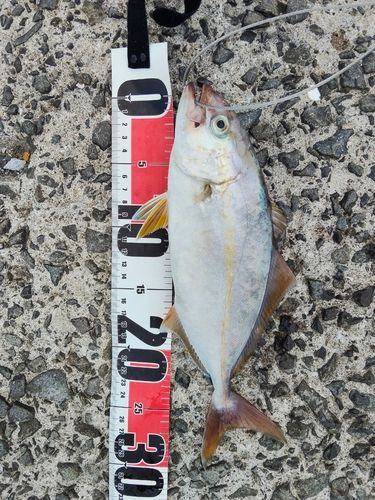 ネリゴの釣果