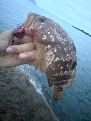 キジハタの釣果