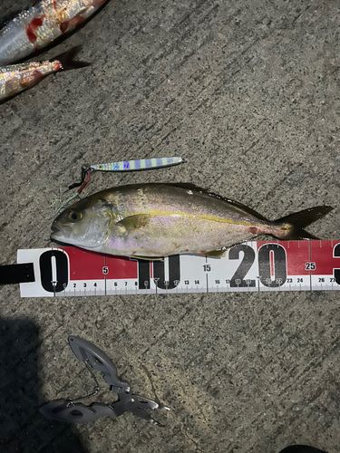 ショゴの釣果