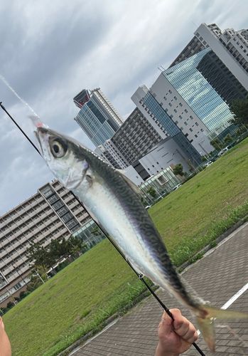 サバの釣果