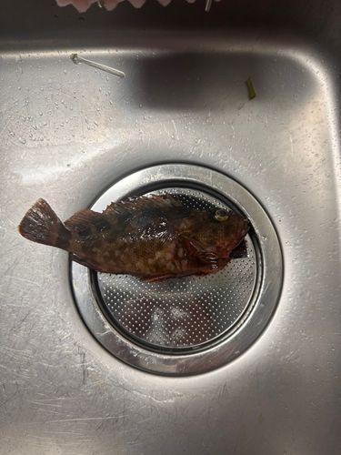 カサゴの釣果